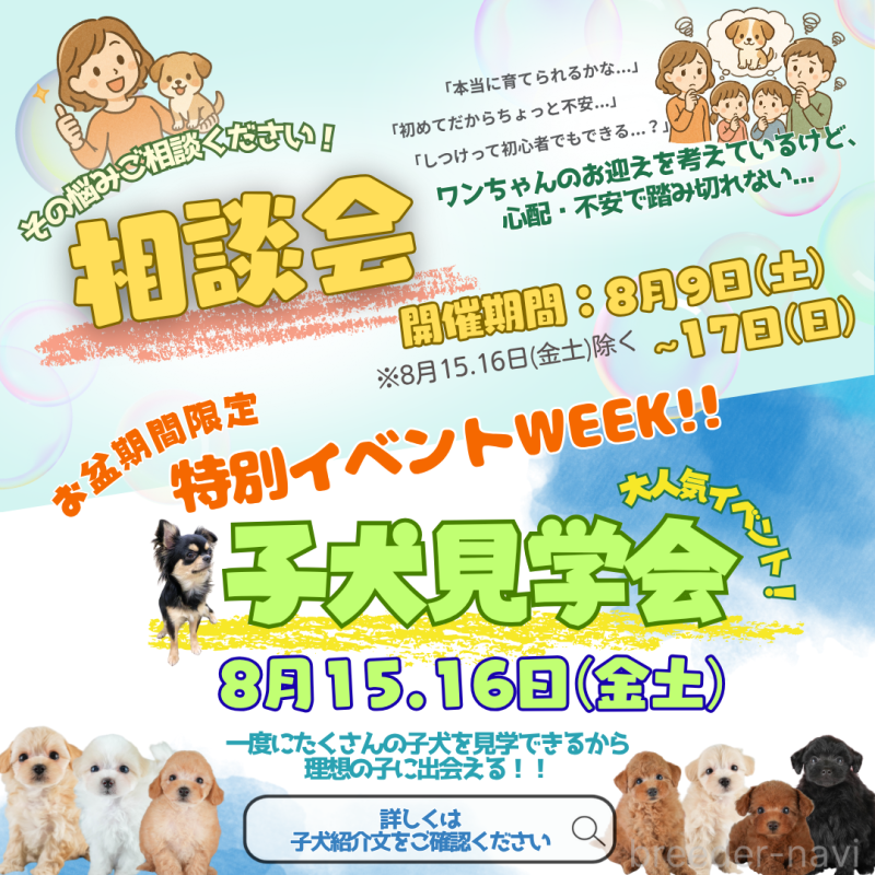 成約済の埼玉県のチワワ(ロングコート)-403321の3枚目